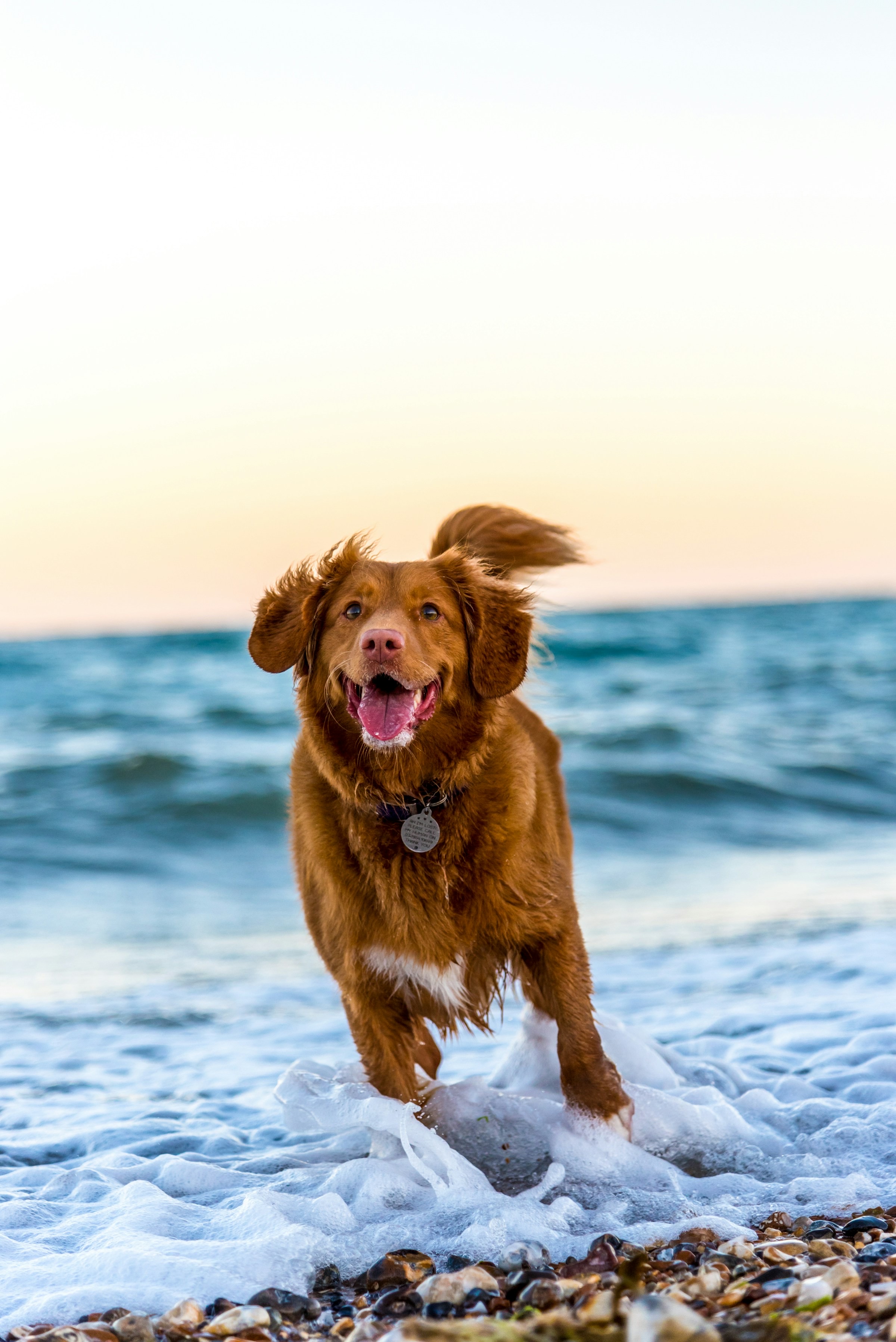 Dogs enjoying time outside with their owners